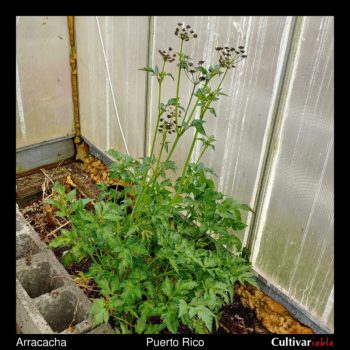 Flowering arracacha (arracacia xanthorrhiza) plant