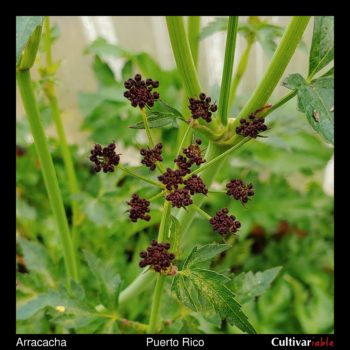 Arracacha (Arracacia xanthorrhiza) flowers