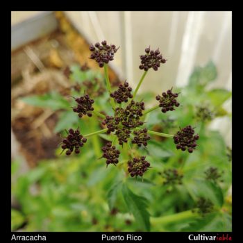 Arracacha (Arracacia xanthorrhiza) flowers