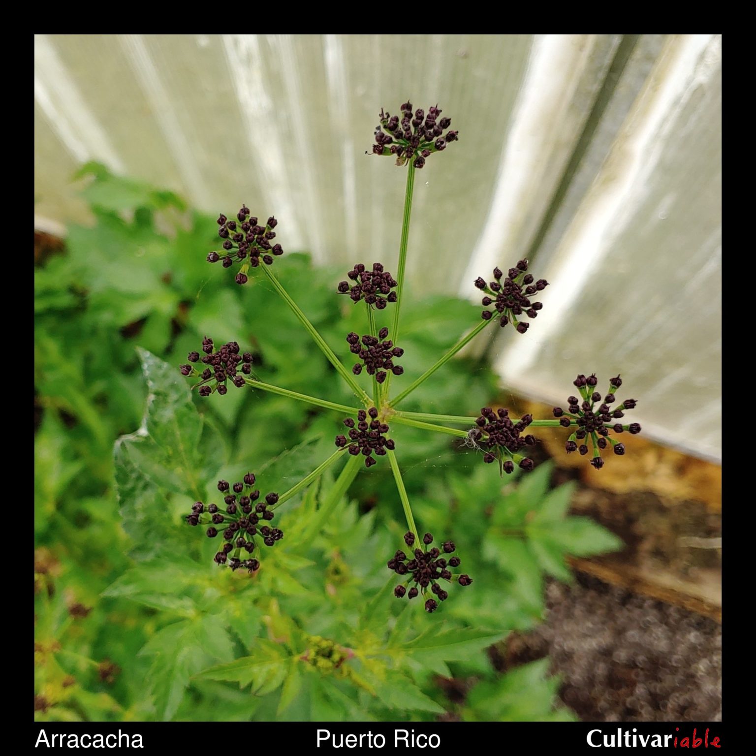 Arracacha (Arracacia xanthorrhiza) flowers