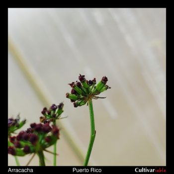 Arracacha (Arracacia xanthorrhiza) seeds forming