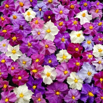 Flowers of the domesticated potato (Solanum tuberosum)