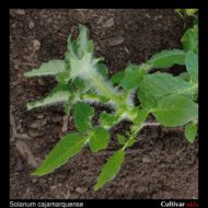 Heavy trichome development on the wild potato species Solanum cajamarquense