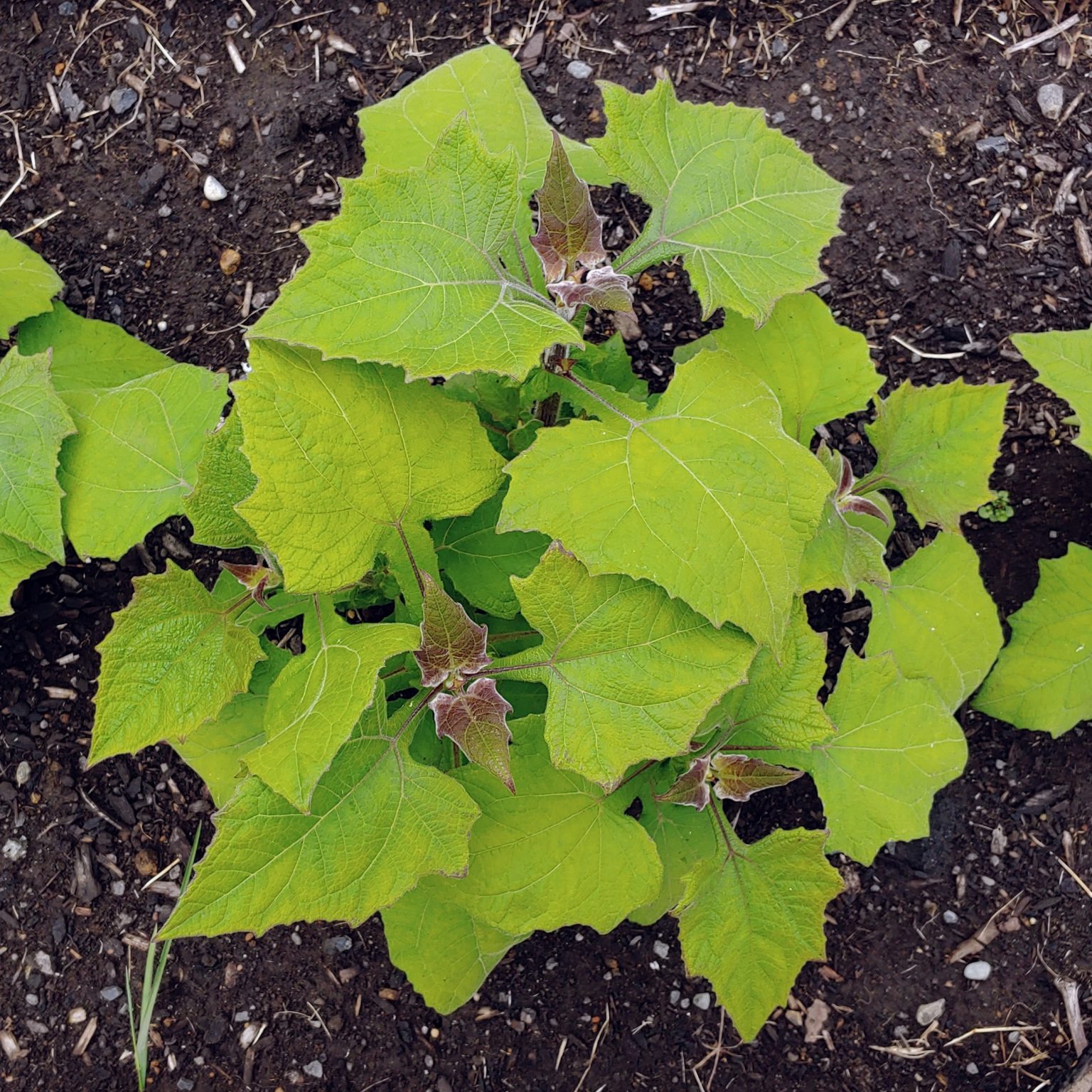 Yacon hybrid Smallanthus x scheldewindekensis