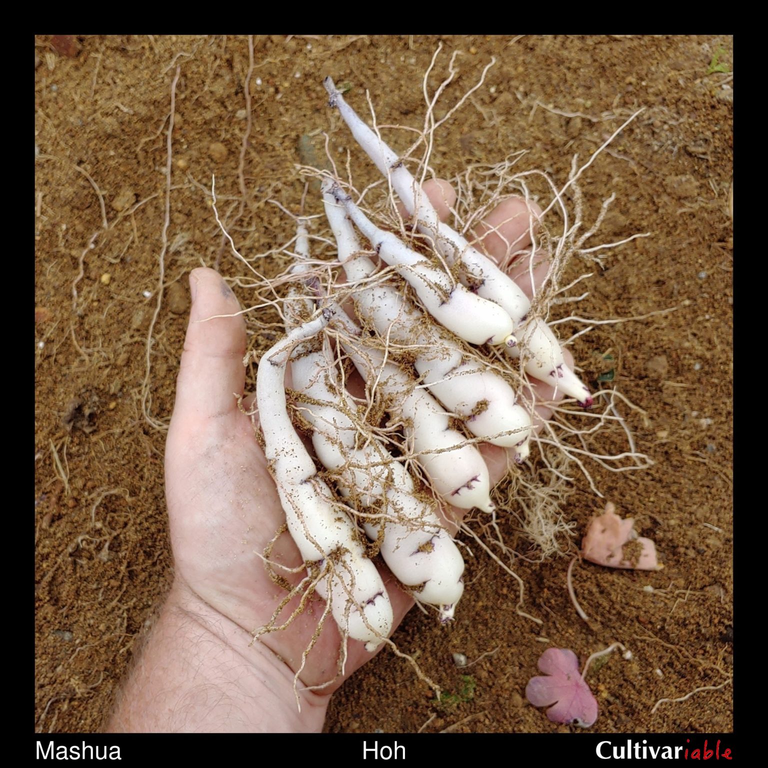 July tuberization in the mashua (Tropaeolum tuberosum) variety 'Hoh'