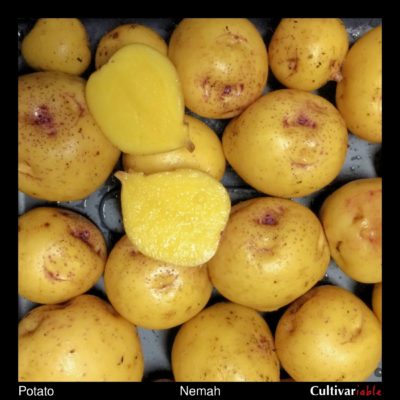 Tubers of the Cultivariable original potato (Solanum tuberosum) variety 'Nemah'