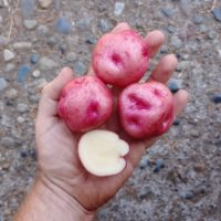 Tubers of the Bolivian potato variety 'Qoyllu'