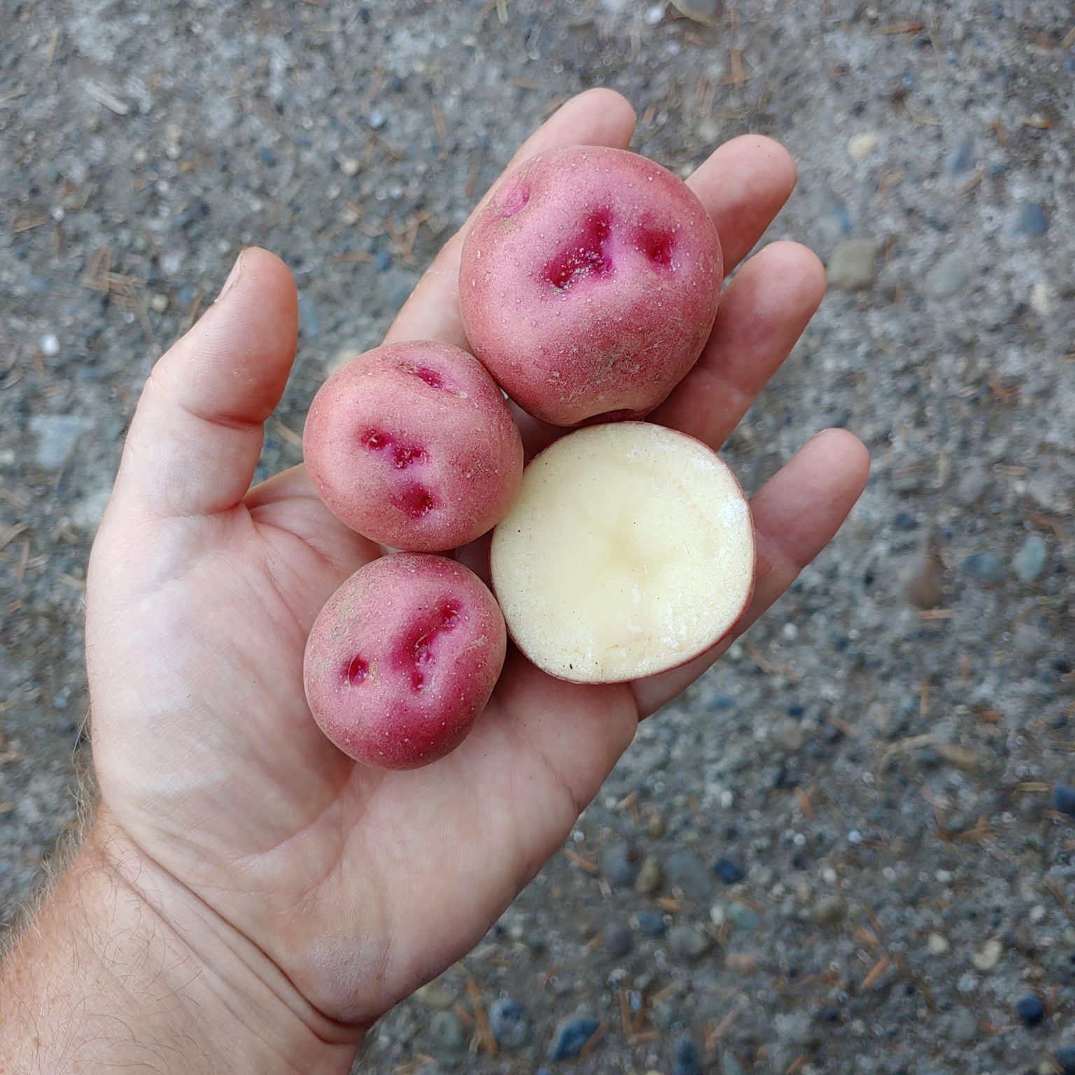 Tubers of the potato (Solanum tuberosum) variety 'Qoyllu'