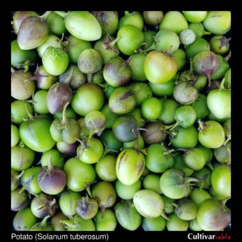 Berries collected from domesticated potatoes