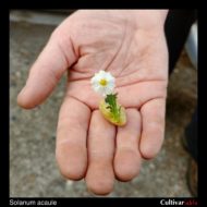 Flowering tuber of the wild potato species Solanum acaule