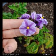 Flower of the wild potato species Solanum andreanum