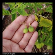 Berries of the wild potato species Solanum maglia