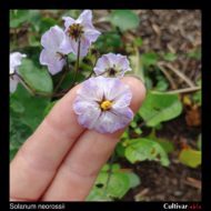 Flower of the wild potato species Solanum neorossii