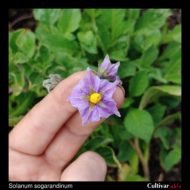 Flower of the wild potato species Solanum sogarandinum