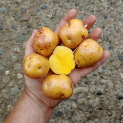 Tubers of the Cultivariable original potato (Solanum tuberosum) variety 'Nemah'