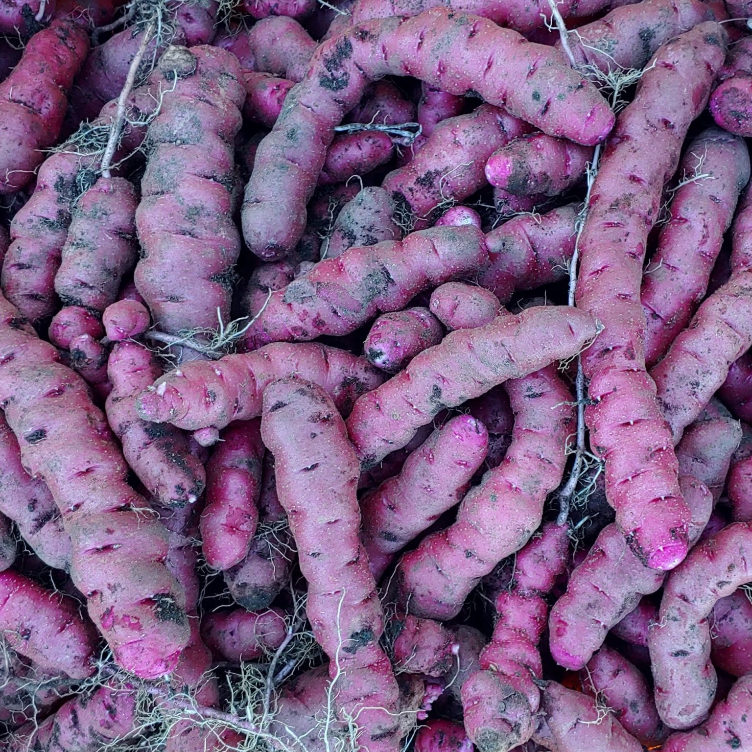 Long Rozette potatoes