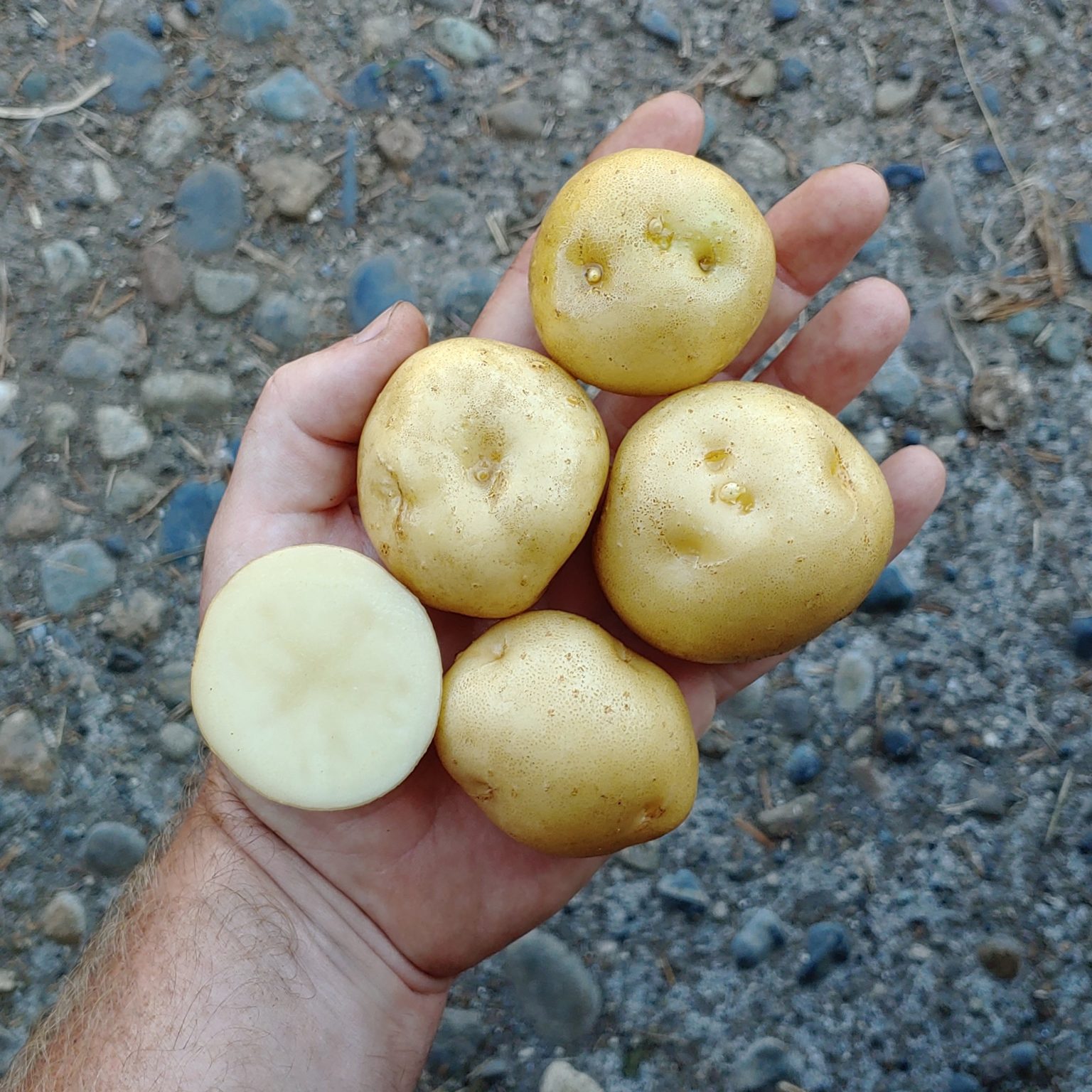 Tubers of the Cultivariable original potato (Solanum acroscopicum) variety 'Twanoh'