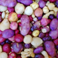 Mixed Solanum curtilobum potatoes