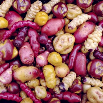 High dormancy diploid (Stenotomum type) potatoes