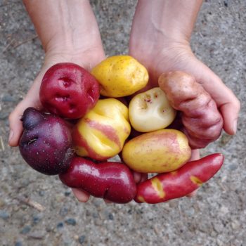 Potatoes from Cultivariables 2018 wide diploid TPS mix