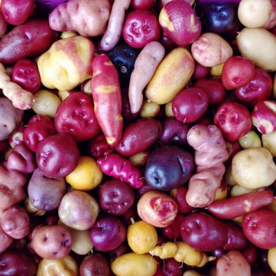 Potatoes from Cultivariables 2018 wide diploid TPS mix