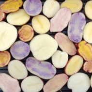 Mixed tetraploid potatoes flesh colors