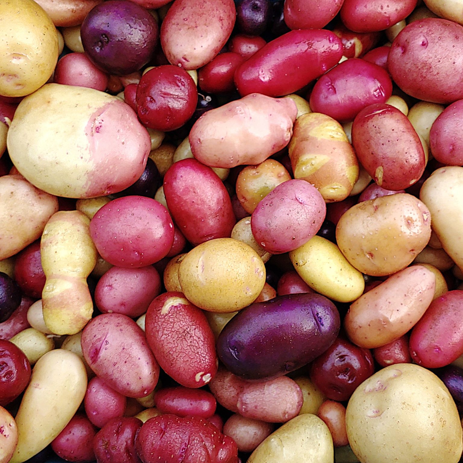 Mixed tetraploid potatoes