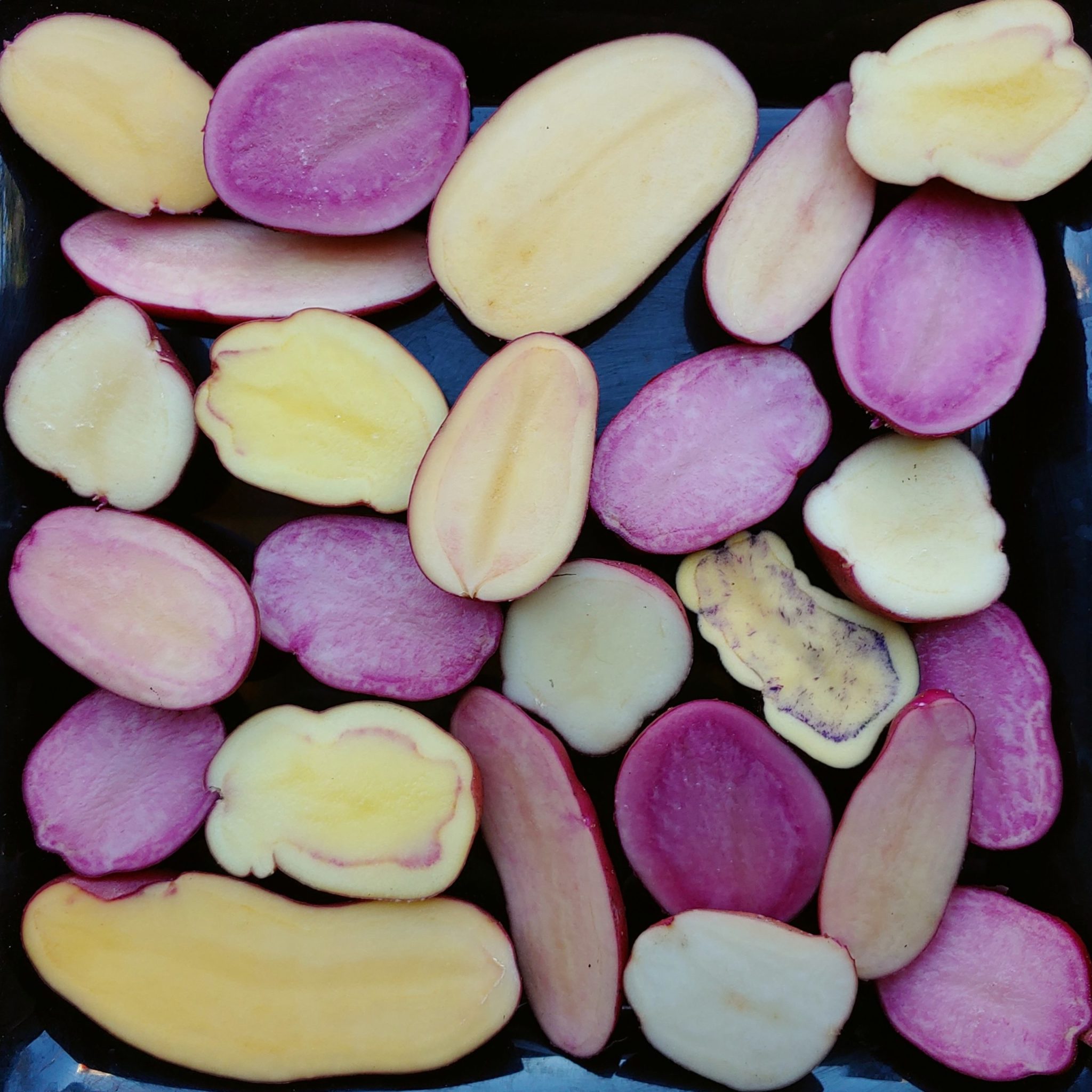 The Beginner's Guide to True Potato Seed (TPS) Cultivariable