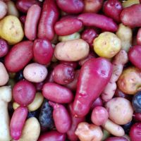 Mixed red tetraploid potatoes