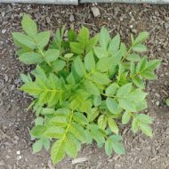 Aerial plant of the potato species Solanum ajanhuiri