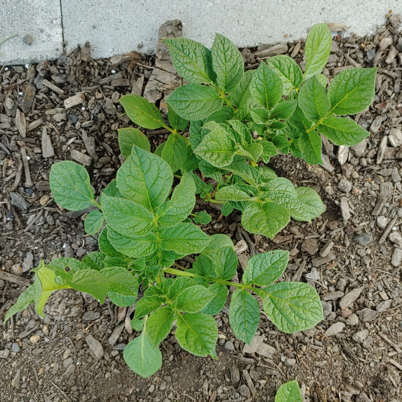 Aerial plant of the potato species Solanum curtilobum