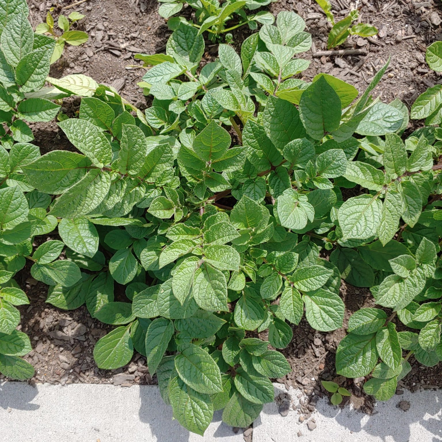 Aerial plant of the potato species Solanum curtilobum