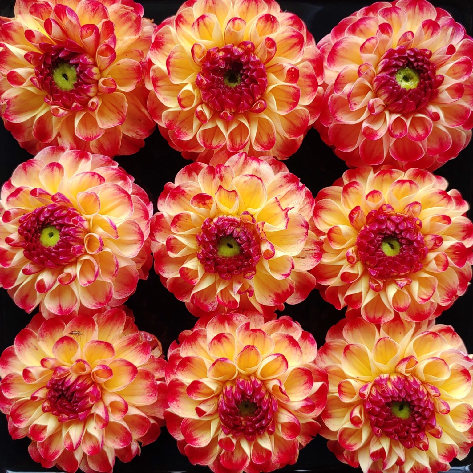 Flower of the dahlia variety 'Kaiser Wilhelm'