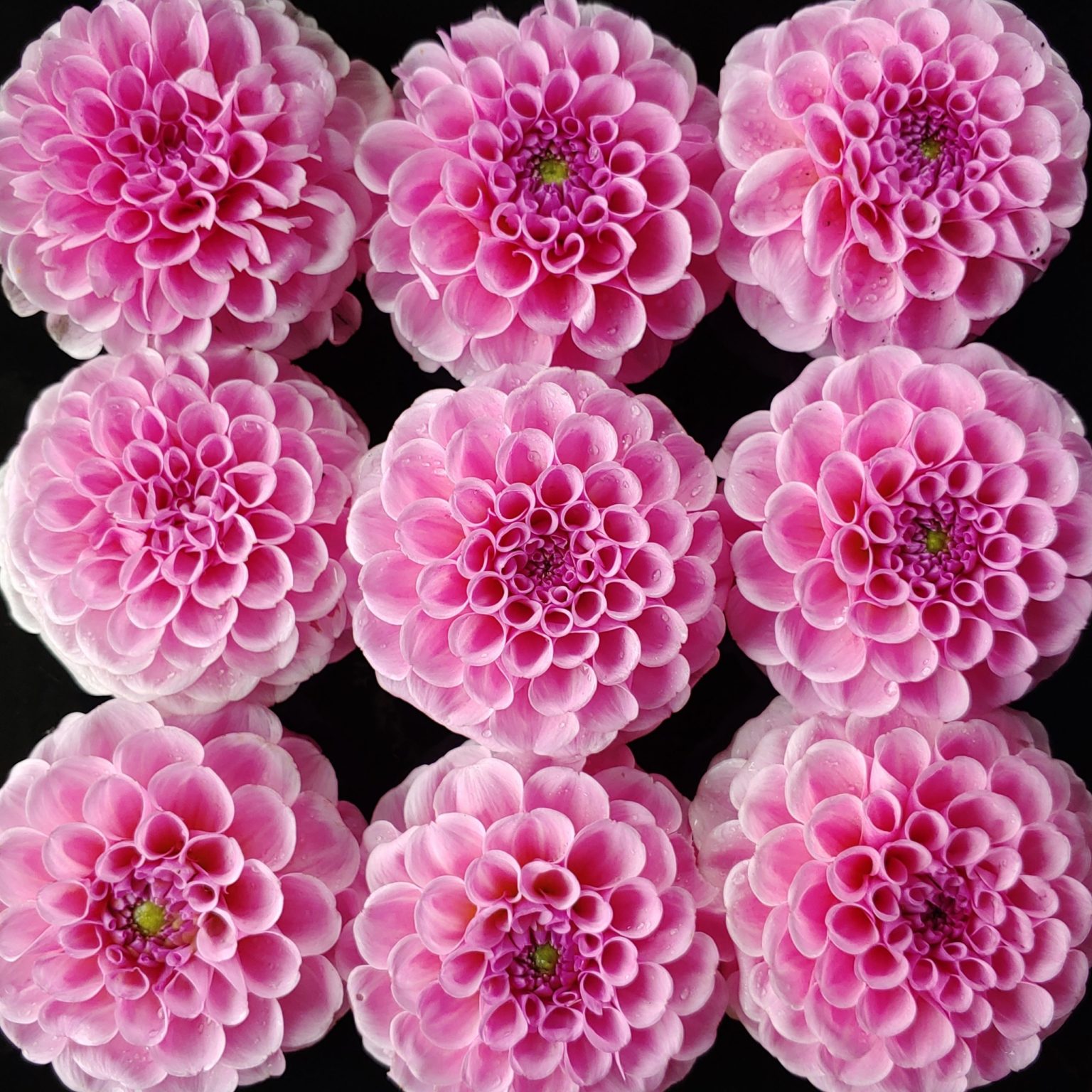 Flower of the dahlia variety 'Stolz von Berlin'