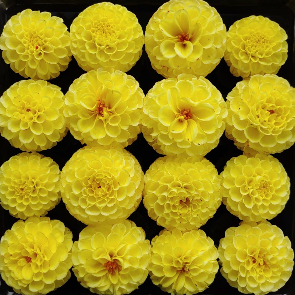 Dahlia, Yellow Gem Cultivariable