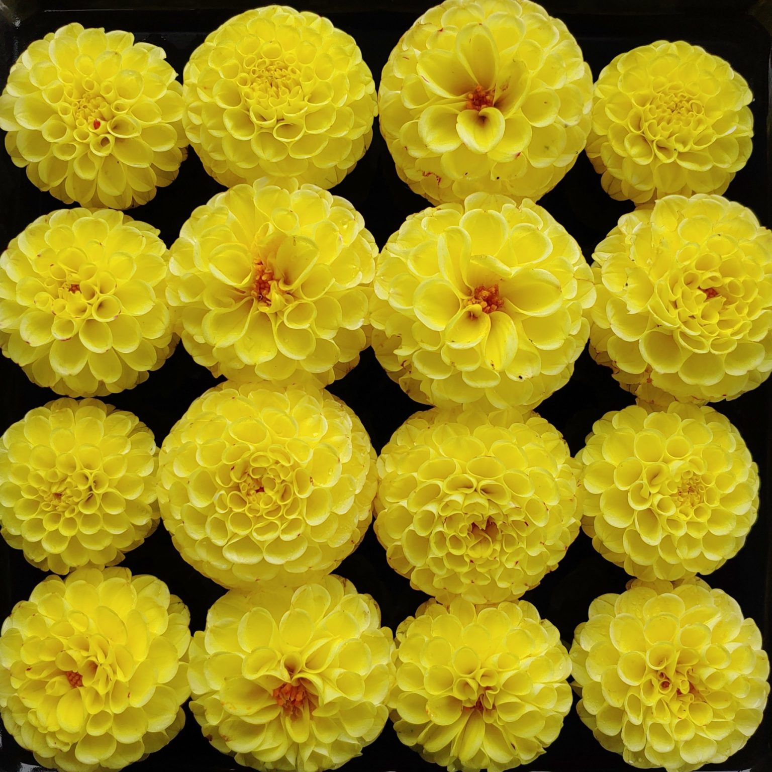 Dahlia, Yellow Gem Cultivariable