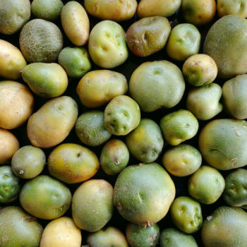 Greened potato (Solanum tuberosum) tubers