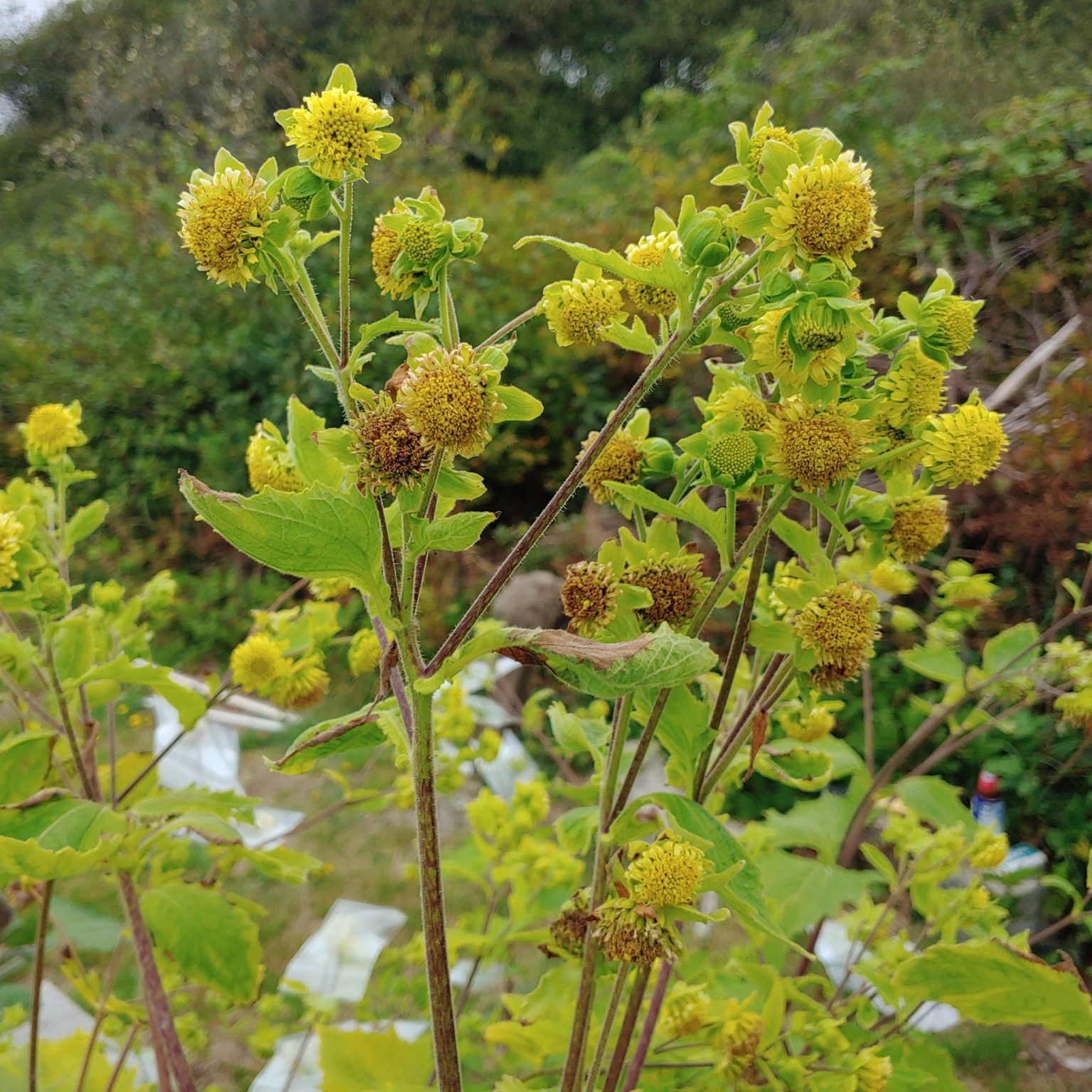 Smallanthus connatus