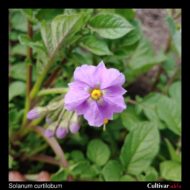 Flower of the hybrid potato species Solanum curtilobum