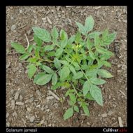 Aerial plant of the wild potato species Solanum jamesii