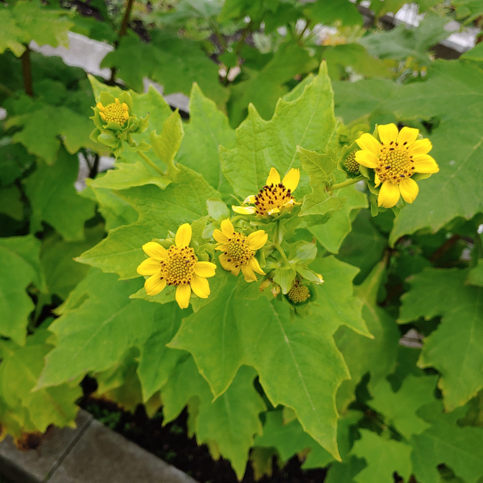 Hairy Leafcup or Bear's Foot (Smallanthus uvedalius)