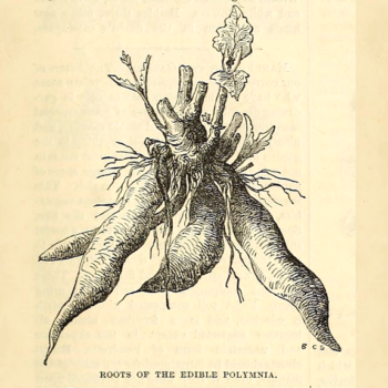Yacon illustration from an 1860s German seed catalog