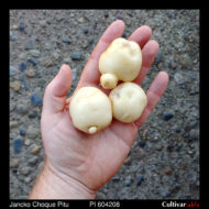 Potato tubers of USDA PI 604208