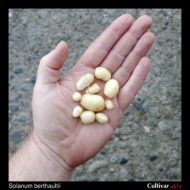 Tubers of the wild potato species Solanum berthaultii