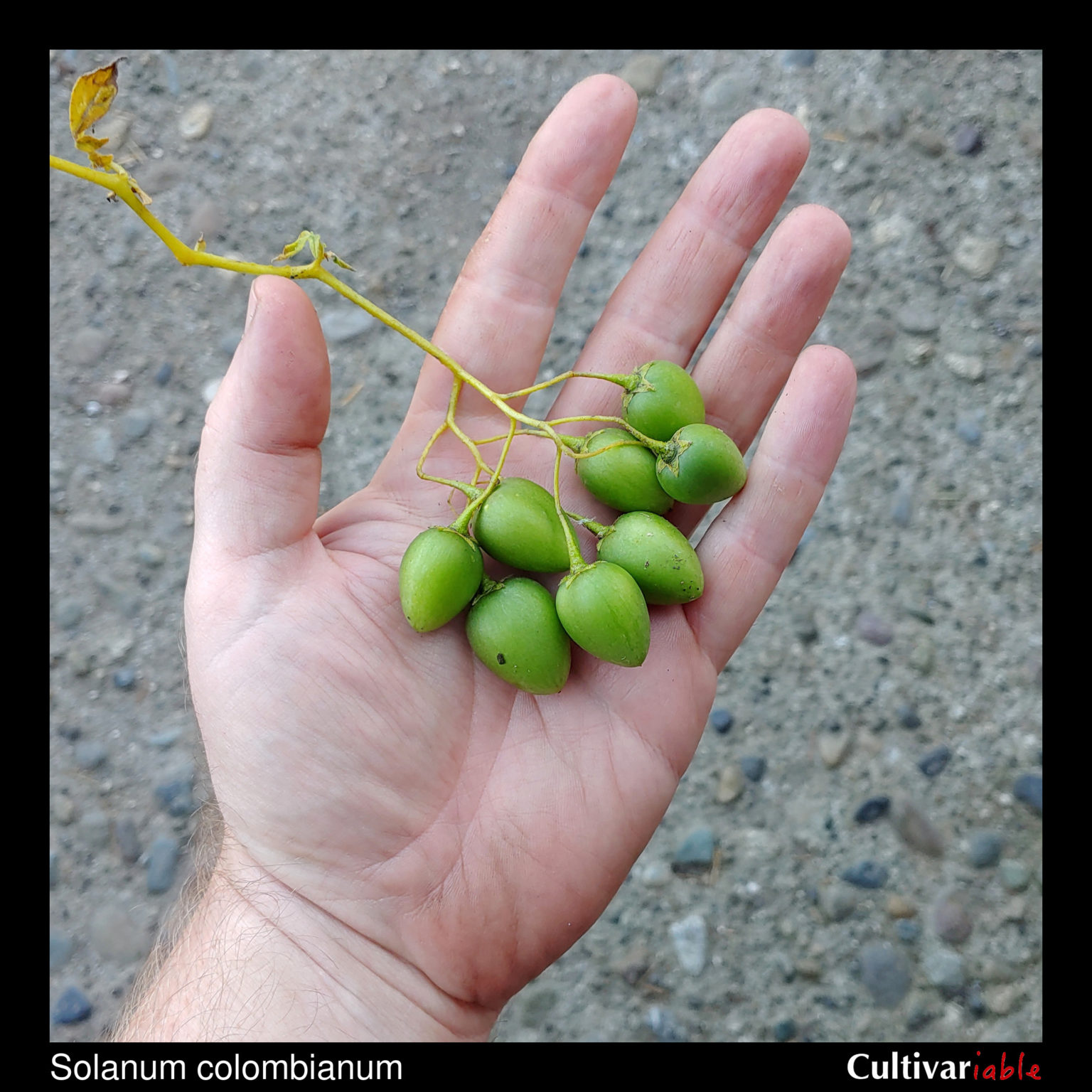 Berries of the wild potato species Solanum colombianum