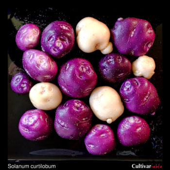 Tubers of the potato species Solanum curtilobum