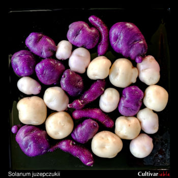 Tubers of the potato species Solanum juzepczukii