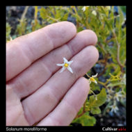 Flower of the wild potato species Solanum morelliforme