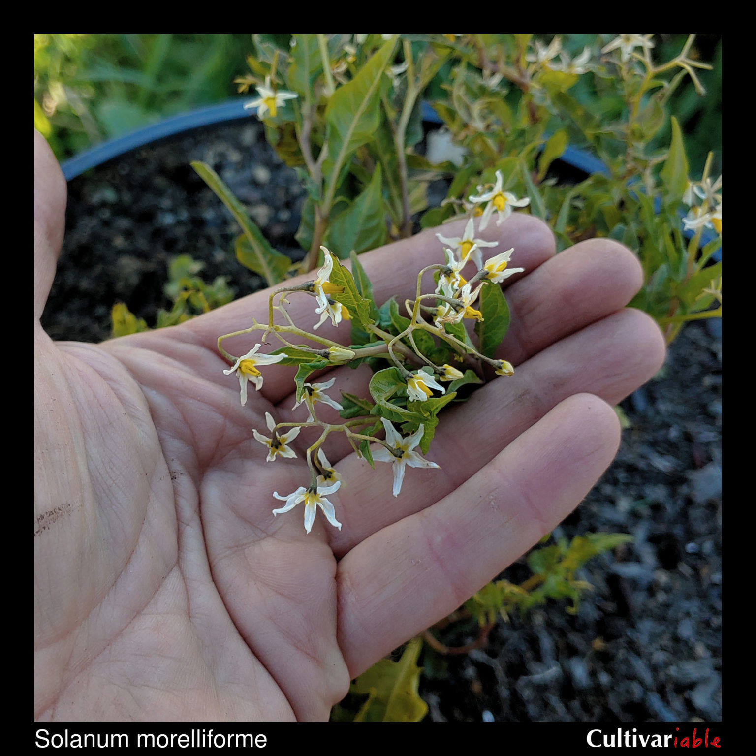 Inflorescence of the wild potato species Solanum morelliforme