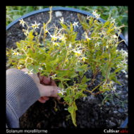 Plant of the wild potato species Solanum morelliforme